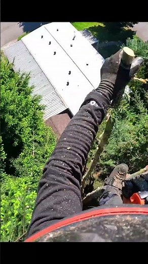 There's a crazy person in my tree!