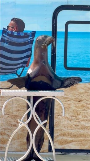 Clapping Sea Lion #fair #spooky #clapping #sealions #florida #sound #happy