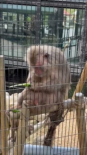 沖縄の伝統野菜をあげてみました！ #沖縄 #伝統野菜 #メーオーパ