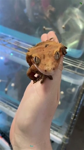 This lizard had me laughing all day🦎😂#lizard #funny #funnyanimals #animals #foryou #fyp #fypシ