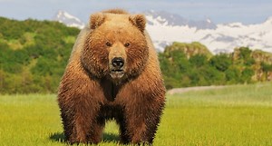 Top 10 Animals We All Wish We Could Chase