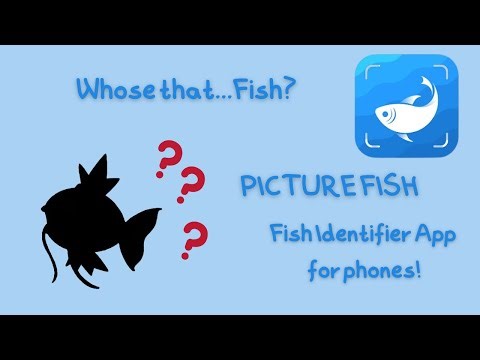 Can this Fish Identifier App really tell what fish you caught? ( Picture Fish )