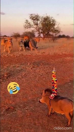 When a Pig Turned Into a Firework! 💥🐷🦁