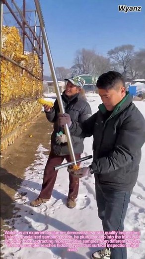 Corn Quality Check: Farmer Uses Grain Sampler to Test Whole Truckload in 2 Minutes