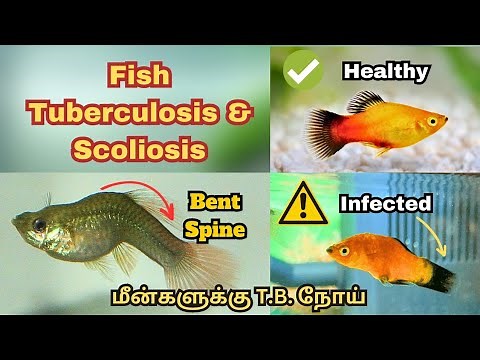 Bent Spine issue - TB For Fish ? | Fish Tuberculosis & Scoliosis Disease | How to Avoid
