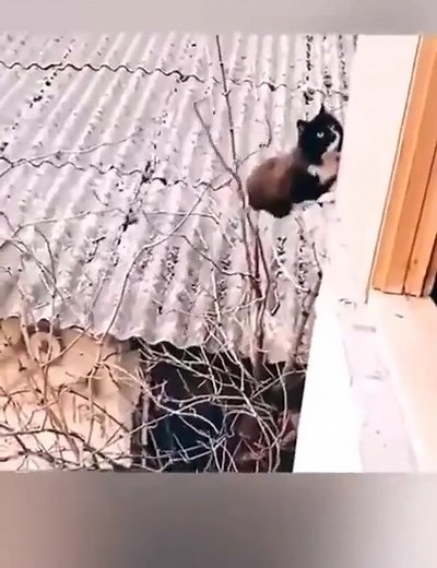 🐈 🥷🏼2 | Theories of the Deep Understanding of Things