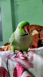 Amazing Talking Parrot Calling Mummy Papa #reelsvideo #talkingparrot #reels #viralreelsfb #fbreels #reel #parrotsofinstagram #parrot #talking | Chandu Dot Com