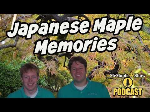 Japanese Maple Memories: Stories, Trees, and Time | MrMaple Show