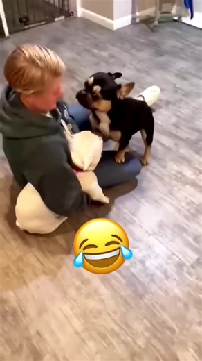 Funny Dog Voiceover on TikTok