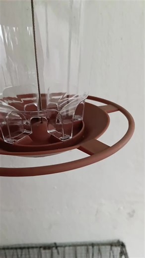 Discover the Benefits of Cinnamon for Dogs