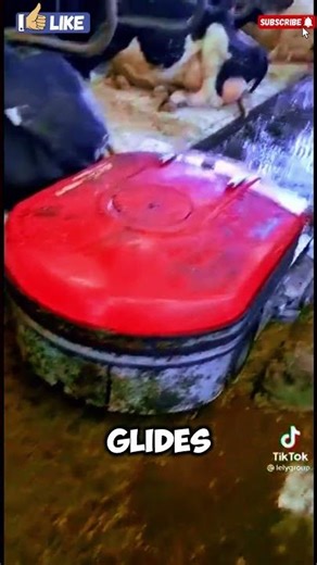 "This Robot Eats Poop for Breakfast – WATCH NOW!" #tools