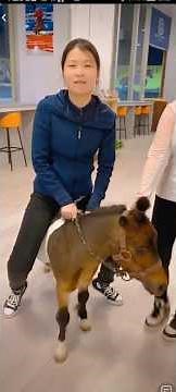 Lovely girl riding a pony live