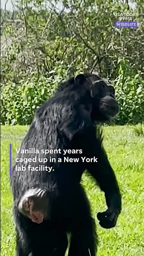 See the moment chimpanzee freed from lab sees sky for the first time