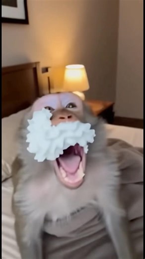 WHIPPED CREAM SURPRISE 😶‍🌫️ #whippedcream #surprise #monkey #prank #funny #funnyvideo #viral #fyp