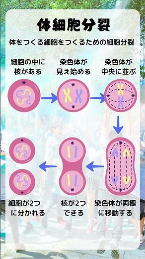 3時【生物】体細胞分裂#shorts #中学理科 #勉強動画 #受験勉強 #中3理科 #細胞分裂