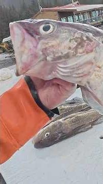Fish Cutting! Pollock