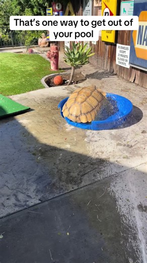 Aggressive Tortoise Destroys Pool Area