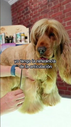 PROFESSIONAL LOOK🔥 CUT YOUR COCKER'S LEGS EFFECTIVELY