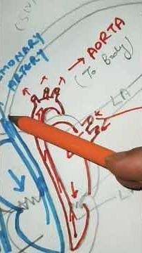 HUMAN HEART#Physiologyofheart Anatomy of heart#10thclass #ncert #transportation