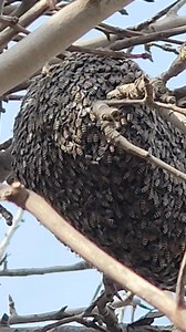 #نحل_القزم Apis florea | عمر طلب