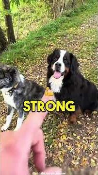 The American Akita: Why This Protective Dog Breed Needs an EXPERIENCED Owner