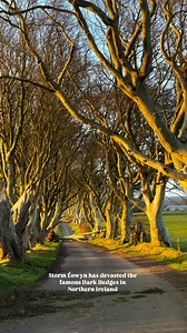 It seems like every Storm a few trees are lost at the Dark Hedges.. 🎥 @the.emerald.explorerr ☘️ Storm Éowyn was no different and claimed more from the famous landmark in Northern Ireland Known as the “King’s Road” in the popular TV series Game of Thrones. #northernireland #gameofthrones #got #StormÉowyn #stormeowyn #ireland #irish #belfast #lovebelfast #storm #wind | instant_ireland
