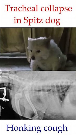 Tracheal collapse in a Spitz dog//#honking cough/#tracheal narrowing/#drrbkushwaha