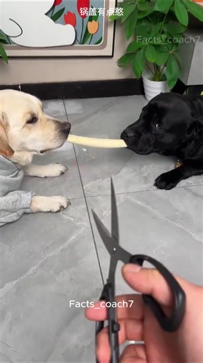 True Friendship of Two Dogs