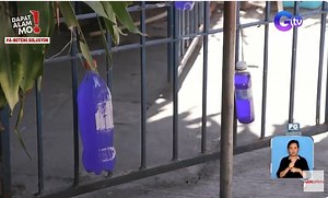 Plastik na bote na may tubig at tina, epektibo nga bang pangtaboy sa aso na dumudumi sa tapat ng bahay?