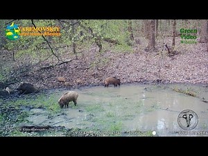Wild piglets: small and even smaller. Wild boar / Дикий кабан / Sus scrofa. Green Video Wildlife