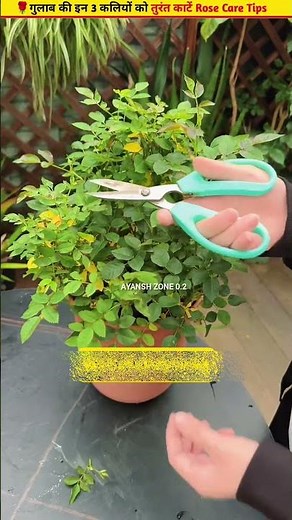 🌹Bud and insect problems in rose plants #plantcare #garden #ytshorts