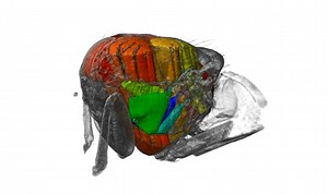 In-fly movie: 3D video from inside live flying insects | University