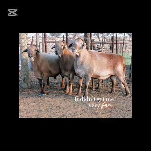 “TOP 3 Meatmaster Rams READY for Breeding – Kwantam Power!” #meatmastersheep #farming #farm