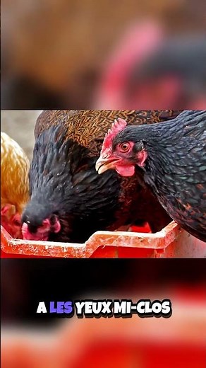 Gardez Vos Poules en Bonne Santé Astuces et Conseils 🐔💪