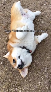 121K views · 5.6K reactions | Corgi puppy on the loose! 鸞 Meet Maverick! •⁣⁣⁣⁣⁣⁣⁣⁣⁣⁣⁣⁣⁣⁣⁣⁣⁣⁣⁣⁣⁣⁣⁣⁣⁣⁣⁣⁣⁣⁣⁣⁣⁣⁣⁣⁣⁣⁣⁣⁣⁣⁣  @kb.horses #corgi #corgilife #corgipuppy | Corgi Appreciation | Facebook