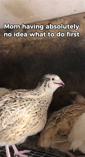 Survival mode: morning with a big quail family#quails #animals #humor #lifeoutsidethecity #homestead