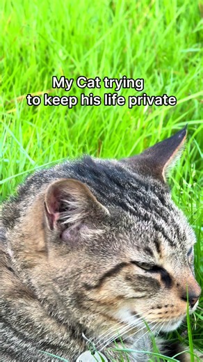 Tabby Cat Moments: Funny & Cute Tabby Cat Compilation