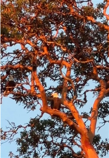 The Seattle Morning girl squad ✨🐼 🐼 🦅 🦅 #baldeagle #pnw #dogsoftiktok #seattle #sunshine