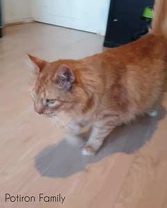 Cher journal, Moka Balboa est de retour après avoir été séquestré toute la journée chez le médech'in des chats 😾 Il a été recousu car un point de suture n'avait pas tenu de sa précédente opération et une fistule s'était réformée 👀 On croise les pattounes pour que tout se passe bien et qu'il puisse vite rejoindre sa famille pour la vie 😸 En attendant il fait toujours autant de câlins 😻 Pastel | Potiron Family