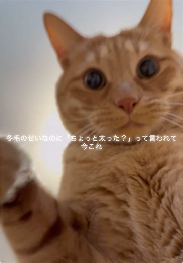 冬毛で太った猫の茶トラ動画