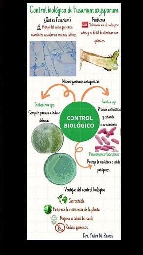 ¿Cómo controlar Fusarium de forma biológica? 🌱🌿🔬🥼