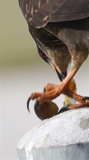 Snail Kite pulling apple snail out for its meal #floridawildlifeimages #floridawildlife #raptor
