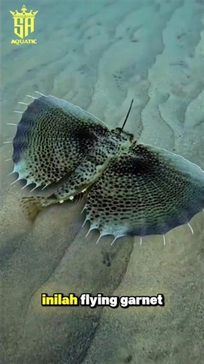 Winged Fish from the Seabed! The Amazing Flying Gurnard😱 #shorts #fishfacts #animals