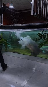 884 reactions · 11 shares | Arapiama The arapaima, pirarucu, or paiche is any large species of bonytongue in the genus Arapaima native to the Amazon and Essequibo basins of South America. Arapaima is the type genus of the subfamily Arapaiminae within the family Osteoglossidae. #monsterfish #trending #arapaima #shorts #viral #fishing | Fishbird Myfamily | Facebook