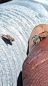 O cara ajudou a aranhinha dar o golpe certeiro na mosca! #natureza #insetos #curiosidades | Luciano Barbosa React