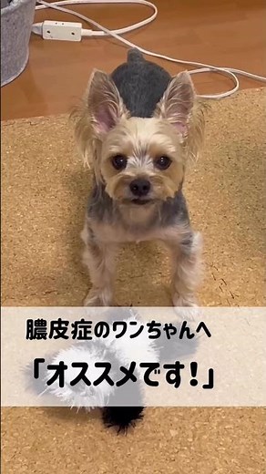 膿皮症で悩んでいるワンちゃんへ、変わります！#犬のいる生活 #元気が宝物 #ひなたほっこり #乳酸菌サプリ #hocco#膿皮症#ヨーキー