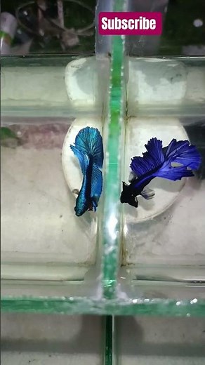 Aggressive Betta Fish Fight 🐟💥 | Colorful Siamese Fighting Fish Battle