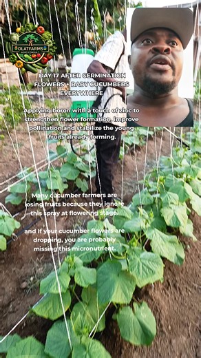 At 17 days after germination, cucumber plants begin transitioning from vegetative growth into the reproductive stage, which means flowering and fruit formation begins. This stage is extremely delicate because the plant suddenly demands specific micronutrients that directly influence flowering and fruit set. That is why we are applying boron with a touch of zinc as a foliar spray. Boron plays a very critical role in cucumber production. It helps in pollen formation, pollen viability and proper fe
