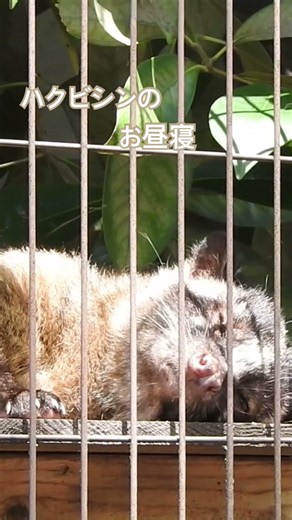 ハクビシンも眠い#東山動植物園