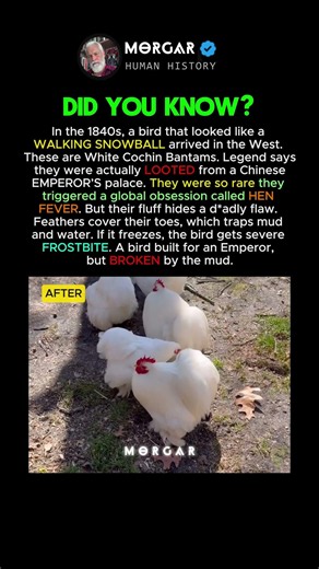 These are White Cochin Bantams #history #facts